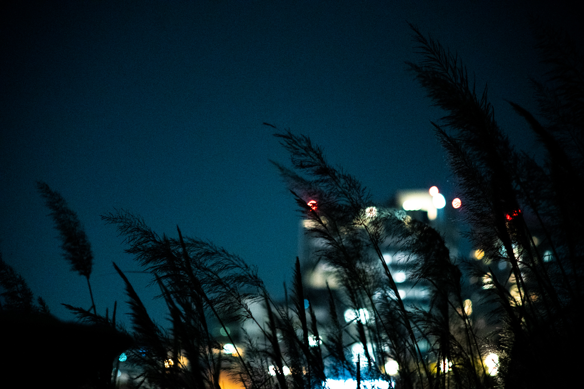 topphoto